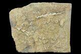 Plate of Archimedes Screw Bryozoan Fossils - Alabama #178248-1